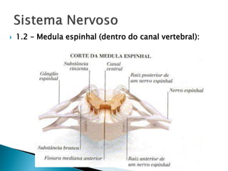    1.2 – Medula espinhal (dentro do canal vertebral):
 