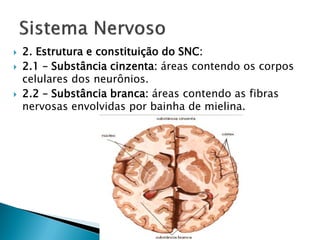    2. Estrutura e constituição do SNC:
   2.1 – Substância cinzenta: áreas contendo os corpos
    celulares dos neurônios.
   2.2 – Substância branca: áreas contendo as fibras
    nervosas envolvidas por bainha de mielina.
 