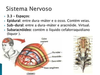    3.3 – Espaços:
   Epidural: entre dura-máter e o osso. Contém veias.
   Sub-dural: entre a dura-máter e aracnóide. Virtual.
   Subaracnóideo: contém o líquido cefalorraquidiano
    (liquor ).
 