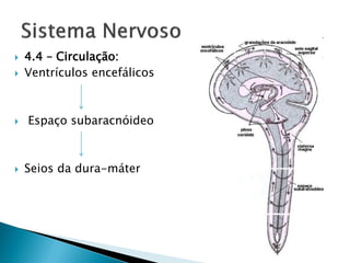    4.4 – Circulação:
   Ventrículos encefálicos



   Espaço subaracnóideo



   Seios da dura-máter
 