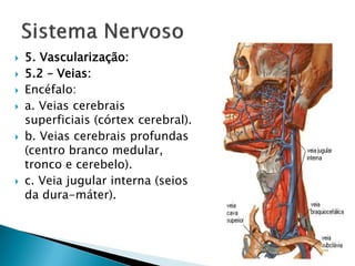    5. Vascularização:
   5.2 – Veias:
   Encéfalo:
   a. Veias cerebrais
    superficiais (córtex cerebral).
   b. Veias cerebrais profundas
    (centro branco medular,
    tronco e cerebelo).
   c. Veia jugular interna (seios
    da dura-máter).
 