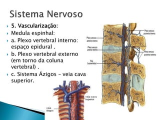    5. Vascularização:
   Medula espinhal:
   a. Plexo vertebral interno:
    espaço epidural .
   b. Plexo vertebral externo
    (em torno da coluna
    vertebral) .
   c. Sistema Ázigos – veia cava
    superior.
 