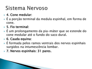    4. Cone medular:
   É a porção terminal da medula espinhal, em forma de
    cone.
   5. Fio terminal:
   É um prolongamento da pia-máter que se estende do
    cone medular até o fundo do saco dural.
   6. Cauda equina:
   É formada pelos ramos ventrais dos nervos espinhais
    surgidos na intumescência lombar.
   7. Nervos espinhais: 31 pares.
 