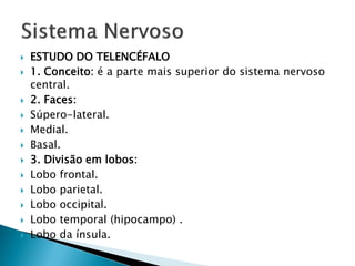    ESTUDO DO TELENCÉFALO
   1. Conceito: é a parte mais superior do sistema nervoso
    central.
   2. Faces:
   Súpero-lateral.
   Medial.
   Basal.
   3. Divisão em lobos:
   Lobo frontal.
   Lobo parietal.
   Lobo occipital.
   Lobo temporal (hipocampo) .
   Lobo da ínsula.
 