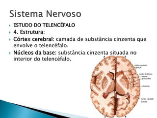    ESTUDO DO TELENCÉFALO
   4. Estrutura:
   Córtex cerebral: camada de substância cinzenta que
    envolve o telencéfalo.
   Núcleos da base: substância cinzenta situada no
    interior do telencéfalo.
 