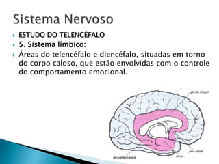    ESTUDO DO TELENCÉFALO
   5. Sistema límbico:
   Áreas do telencéfalo e diencéfalo, situadas em torno
    do corpo caloso, que estão envolvidas com o controle
    do comportamento emocional.
 
