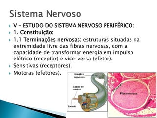    V – ESTUDO DO SISTEMA NERVOSO PERIFÉRICO:
   1. Constituição:
   1.1 Terminações nervosas: estruturas situadas na
    extremidade livre das fibras nervosas, com a
    capacidade de transformar energia em impulso
    elétrico (receptor) e vice-versa (efetor).
   Sensitivas (receptores).
   Motoras (efetores).
 