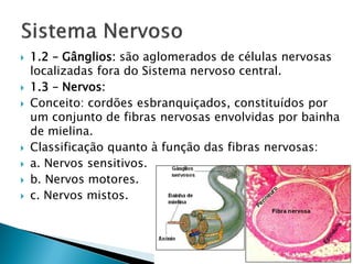    1.2 – Gânglios: são aglomerados de células nervosas
    localizadas fora do Sistema nervoso central.
   1.3 – Nervos:
   Conceito: cordões esbranquiçados, constituídos por
    um conjunto de fibras nervosas envolvidas por bainha
    de mielina.
   Classificação quanto à função das fibras nervosas:
   a. Nervos sensitivos.
   b. Nervos motores.
   c. Nervos mistos.
 