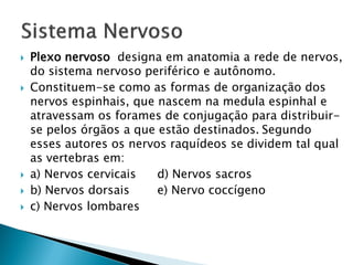    Plexo nervoso designa em anatomia a rede de nervos,
    do sistema nervoso periférico e autônomo.
   Constituem-se como as formas de organização dos
    nervos espinhais, que nascem na medula espinhal e
    atravessam os forames de conjugação para distribuir-
    se pelos órgãos a que estão destinados. Segundo
    esses autores os nervos raquídeos se dividem tal qual
    as vertebras em:
   a) Nervos cervicais   d) Nervos sacros
   b) Nervos dorsais     e) Nervo coccígeno
   c) Nervos lombares
 