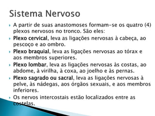    A partir de suas anastomoses formam-se os quatro (4)
    plexos nervosos no tronco. São eles:
   Plexo cervical, leva as ligações nervosas à cabeça, ao
    pescoço e ao ombro.
   Plexo braquial, leva as ligações nervosas ao tórax e
    aos membros superiores.
   Plexo lombar, leva as ligações nervosas às costas, ao
    abdome, à virilha, à coxa, ao joelho e às pernas.
   Plexo sagrado ou sacral, leva as ligações nervosas à
    pelve, às nádegas, aos órgãos sexuais, e aos membros
    inferiores.
   Os nervos intercostais estão localizados entre as
    costelas.
 