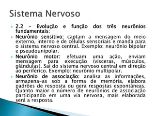    2.2 – Evolução e função dos três neurônios
    fundamentais:
   Neurônio sensitivo: captam a mensagem do meio
    externo, interno e de células sensoriais e manda para
    o sistema nervoso central. Exemplo: neurônio bipolar
    e pseudounipolar.
   Neurônio motor: efetuam uma ação, enviam
    mensagem para execução (vísceras, músculos,
    glândulas). Sai do sistema nervoso central em direção
    ao periférico. Exemplo: neurônio multipolar.
   Neurônio de associação: analisa as informações,
    armazena-as sob a forma de memória, elabora
    padrões de resposta ou gera respostas espontâneas.
    Quanto maior o número de neurônios de associação
    participando em uma via nervosa, mais elaborada
    será a resposta.
 