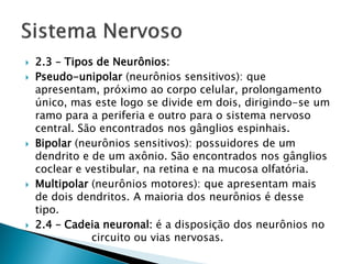    2.3 – Tipos de Neurônios:
   Pseudo-unipolar (neurônios sensitivos): que
    apresentam, próximo ao corpo celular, prolongamento
    único, mas este logo se divide em dois, dirigindo-se um
    ramo para a periferia e outro para o sistema nervoso
    central. São encontrados nos gânglios espinhais.
   Bipolar (neurônios sensitivos): possuidores de um
    dendrito e de um axônio. São encontrados nos gânglios
    coclear e vestibular, na retina e na mucosa olfatória.
   Multipolar (neurônios motores): que apresentam mais
    de dois dendritos. A maioria dos neurônios é desse
    tipo.
   2.4 – Cadeia neuronal: é a disposição dos neurônios no
               circuito ou vias nervosas.
 