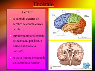 Encéfalo
           Cérebro:

●   A camada externa do
    cérebro se chama córtex
    cerebral;
●   Apresenta uma coloração
                                         Fonte: www.orkut.com

    acinzentada, por isso, o
    nome é substância
    cinzenta;
●   A parte interna é chamada
    de substância branca;
                                 Fonte: www.cerebronosso.bio.br
 