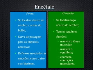 Encéfalo
             Ponte:                    Cerebelo:

●   Se localiza abaixo do    ●   Se localiza logo
    cérebro e acima do           abaixo do cérebro;
    bulbo;                   ●   Tem as seguintes
●   Serve de passagem            funções:
    para os impulsos              –   mantém o tônus
                                      muscular;
    nervosos;
                                  –   mantém o
●   Reflexos associados às            equilíbrio;
                                  –   coordena
    emoções, como o riso
                                      contrações
    e as lágrimas.                    musculares.
 