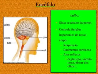 Encéfalo
                                                             bulbo:
                                               ●   Situa-se abaixo da ponte;
                                               ●   Controla funções
                                                   importantes do nosso
                                                   corpo:
                                                    –   Respiração
                                                    –   Batimentos cardíacos
                                                    –   Atos reflexos
                                                         ● deglutição, vômito,

Fonte: proavirtualg10.pbworks.com
                                                           tosse, piscar dos
                                                           olhos...
 