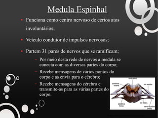 Medula Espinhal
●   Funciona como centro nervoso de certos atos
    involuntários;

●   Veículo condutor de impulsos nervosos;

●   Partem 31 pares de nervos que se ramificam;
        –   Por meio desta rede de nervos a medula se
            conecta com as diversas partes do corpo;
        –   Recebe mensagens de vários pontos do
            corpo e as envia para o cérebro;
        –   Recebe mensagens do cérebro e
            transmite-as para as várias partes do
            corpo.



                                              Fonte: www.portalsaofrancisco.com.br
 