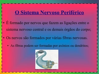 O Sistema Nervoso Periférico
●   É formado por nervos que fazem as ligações entre o
    sistema nervoso central e os demais órgãos do corpo;
●   Os nervos são formados por várias fibras nervosas.
    ●   As fibras podem ser formadas por axônios ou dendritos;




                         Fonte: www.cerebroecoluna.com.br
 
