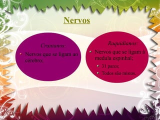 Nervos

      Cranianos:              Raquidianos:
Nervos que se ligam ao   Nervos que se ligam à
cérebro;                 medula espinhal;
                           31 pares;
                           Todos são mistos.
 