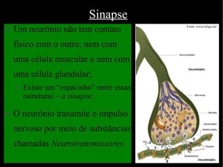 Sinapse
✗   Um neurônio não tem contato             Fonte: www.teliga.net




    físico com o outro, nem com
    uma célula muscular e nem com
    uma célula glandular;
    ✗   Existe um “espacinho” entre essas
        estruturas – a sinapse;

✗   O neurônio transmite o impulso
    nervoso por meio de substâncias
    chamadas Neurotransmissores.
 