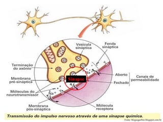 Sinapse




          Fonte: blogsugarfree.blogspot.com.br
 