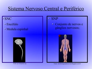 Sistema Nervoso Central e Periférico
SNC                             SNP
Encéfalo                           Conjunto de nervos e
Medula espinhal                    gânglios nervosos;




      Fonte: pt.wikipedia.org    Fonte: amobiologiaeadoroovini.blogspot.com.br
 