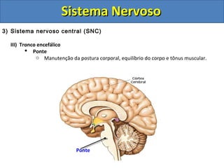 Sistema NervosoSistema Nervoso
3) Sistema nervoso central (SNC)
III) Tronco encefálico
 Ponte
o Manutenção da postura corporal, equilíbrio do corpo e tônus muscular.
Ponte
 