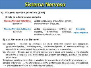 Sistema NervosoSistema Nervoso
4) Sistema nervoso periférico (SNP)
Divisão do sistema nervoso periférico
Sistema Nervoso Voluntário
(somático)
Ações conscientes: andar, falar, pensar,
movimentar um braço, etc.
Sistema Nervoso Autônomo
(visceral)
Ações inconscientes: controle da
digestão, batimentos cardíacos,
movimento das vísceras, etc.
Simpático
Parassimpático
5) Via Aferente e Via Eferente.
Via aferenteVia aferente – Recebe os estímulos do meio ambiente através dos receptores
(quimiorreceptores, fotorreceptores, mecanorreceptores e termorreceptores) e,
encaminha ao cérebro que interpreta este estímulo e cria uma reação.
Via eferenteVia eferente – Depois que o cérebro interpretou e criou uma reação, a via aferente
encaminha a resposta aos efetuadores que podem ser órgãos, glândulas ou células
musculares.
ReceptoresReceptores (recebe o estímulo) Via aferenteVia aferente (encaminha a informação ao cérebro)
CérebroCérebro (interpreta) Via eferenteVia eferente (encaminha a informação do cérebro aos efetuadores)
EfetuadoresEfetuadores (executam a ação criada pelo cérebro.)
 