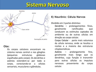 Sistema NervosoSistema Nervoso
6) Neurônio: Célula Nervos
Dividido em 3 partes distintas:
DendritoDendrito – prolongamentos finos,
geralmente ramificados que
conduzem os estímulos captados do
ambiente ou de outras células em
direção ao corpo celular.
Corpo CelularCorpo Celular - parte mais volumosa
da célula nervosa, onde se localiza o
núcleo e a maioria das estruturas
citoplasmáticas.
AxônioAxônio – prolongamento fino,
geralmente mais longo que os
dendritos, cuja função é transmitir
para outras células os impulsos
nervosos proveniente do corpo
celular.
Obs:
Os corpos celulares encontram no
sistema nervos central e nos gânglios
(pequenas estruturas globosas
espalhadas pelo corpo). Os dendritos e
axônios estendem-se por todo o
corpo, conectando-se a células
sensoriais, musculares e glândulas.
 