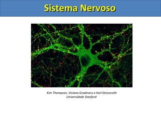 Sistema NervosoSistema Nervoso
Kim Thompson, Viviana Gradinaru e Karl Deisseroth
Universidade Stanford
 