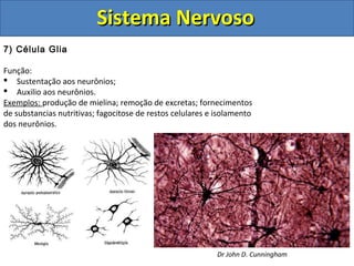 Sistema NervosoSistema Nervoso
7) Célula Glia
Função:
 Sustentação aos neurônios;
 Auxilio aos neurônios.
Exemplos: produção de mielina; remoção de excretas; fornecimentos
de substancias nutritivas; fagocitose de restos celulares e isolamento
dos neurônios.
Dr John D. Cunningham
 