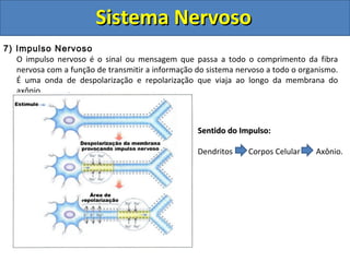 Sistema NervosoSistema Nervoso
7) Impulso Nervoso
O impulso nervoso é o sinal ou mensagem que passa a todo o comprimento da fibra
nervosa com a função de transmitir a informação do sistema nervoso a todo o organismo.
É uma onda de despolarização e repolarização que viaja ao longo da membrana do
axônio.
Sentido do Impulso:Sentido do Impulso:
Dendritos Corpos Celular Axônio.
 