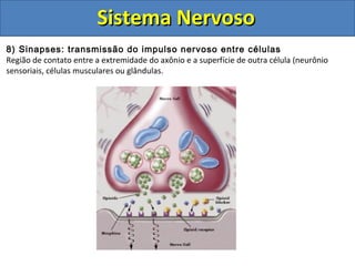 Sistema NervosoSistema Nervoso
8) Sinapses: transmissão do impulso nervoso entre células
Região de contato entre a extremidade do axônio e a superfície de outra célula (neurônio
sensoriais, células musculares ou glândulas.
 