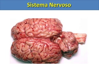 Sistema NervosoSistema Nervoso
 