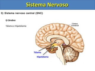 Sistema NervosoSistema Nervoso
3) Sistema nervoso central (SNC)
I) Cérebro
Tálamo e Hipotálamo
Tálamo
Hipotálamo
 