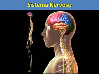 Sistema NervosoSistema Nervoso
 