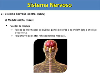 Sistema Nervoso - Aula