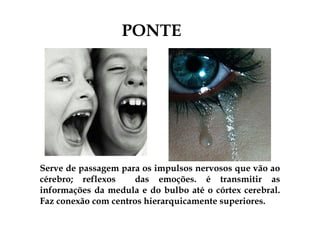 PONTE 
Serve de passagem para os impulsos nervosos que vão ao 
cérebro; reflexos das emoções. é transmitir as 
informações da medula e do bulbo até o córtex cerebral. 
Faz conexão com centros hierarquicamente superiores. 
 