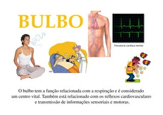 BULBO 
O bulbo tem a função relacionada com a respiração e é considerado 
um centro vital. Também está relacionado com os reflexos cardiovasculares 
e transmissão de informações sensoriais e motoras. 
 