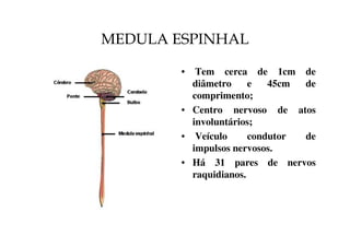MEDULA ESPINHAL 
• Tem cerca de 1cm de 
diâmetro e 45cm de 
comprimento; 
• Centro nervoso de atos 
involuntários; 
• Veículo condutor de 
impulsos nervosos. 
• Há 31 pares de nervos 
raquidianos. 
 