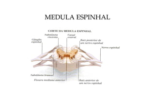 MEDULA ESPINHAL 
 