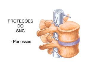 PROTEÇÕES 
DO 
SNC 
- Por ossos 
 