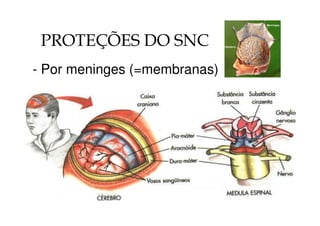 PROTEÇÕES DO SNC 
- Por meninges (=membranas) 
 