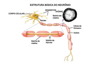 ESTRUTURA EEESSSTTTRRRUUUTTTUUURRRAAA BBBBÁÁÁÁSSSSIIIICCCCAAAA DDDDOOOO NNNNEEEEUUUURRRRÔÔÔÔNNNNIIIIOOOO 
CCCCOOOORRRRPPPPOOOO CCCCEEEELLLLUUUULLLLAAAARRRR 
DDDDEEEENNNNDDDDRRRRIIIITTTTOOOOSSSSAAAAXXXXÔÔÔÔNNNNIIIIOOOO 
NNNNúúúúcccclllleeeeoooo 
BBBBaaaaiiiinnnnhhhhaaaa ddddeeee 
mmmmiiiieeeelllliiiinnnnaaaa 
CCCCéééélllluuuullllaaaa ddddeeee 
SSSScccchhhhwwwwaaaannnnnnnn 
AAAAxxxxôôôônnnniiiioooo 
BBBBaaaaiiiinnnnhhhhaaaa ddddeeee 
mmmmiiiieeeelllliiiinnnnaaaa 
NNNNóóóódddduuuulllloooo ddddeeee 
RRRRaaaannnnvvvviiiieeeerrrr 
 