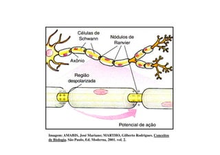 Imagem: AMABIS, José Mariano; MARTHO, Gilberto Rodrigues. Conceitos 
de Biologia. São Paulo, Ed. Moderna, 2001. vol. 2. 
 