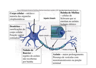 Corpo celular – núcleo e 
maioria das organelas 
citoplasmáticas 
Dendritos – 
ramificações do 
corpo celular. 
Função: captar 
estímulos 
Bainha de Mielina 
– células de 
Schwann que se 
enrolam no axônio. 
Isolante elétrico 
Axônio – maior prolongamento. 
Presença de vesículas com 
neurotransmissores na porção 
terminal 
Nódulo de 
Ranvier – 
regiões do axônio 
não recobertas 
por bainha 
 