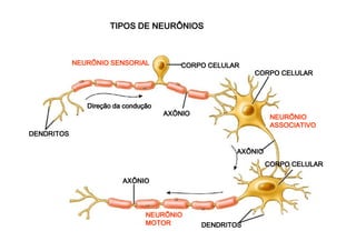TTTTIIIIPPPPOOOOSSSS DDDDEEEE NNNNEEEEUUUURRRRÔÔÔÔNNNNIIIIOOOOSSSS 
DDDDEEEENNNNDDDDRRRRIIIITTTTOOOOSSSS 
CCCCOOOORRRRPPPPOOOO CCCCEEEELLLLUUUULLLLAAAARRRR CORPO CELULAR CCCOOORRRPPPOOO CCCEEELLLUUULLLAAARRR 
CCCCOOOORRRRPPPPOOOO CCCCEEEELLLLUUUULLLLAAAARRRR 
DDDDEEEENNNNDDDDRRRRIIIITTTTOOOOSSSS 
DDDDiiiirrrreeeeççççããããoooo ddddaaaa ccccoooonnnndddduuuuççççããããoooo AXÔNIO AAAXXXÔÔÔNNNIIIOOO 
AAAAXXXXÔÔÔÔNNNNIIIIOOOO 
AAAAXXXXÔÔÔÔNNNNIIIIOOOO 
NNNNEEEEUUUURRRRÔÔÔÔNNNNIIIIOOOO SSSSEEEENNNNSSSSOOOORRRRIIIIAAAALLLL 
NNNNEEEEUUUURRRRÔÔÔÔNNNNIIIIOOOO 
AAAASSSSSSSSOOOOCCCCIIIIAAAATTTTIIIIVVVVOOOO 
NNNNEEEEUUUURRRRÔÔÔÔNNNNIIIIOOOO 
MMMMOOOOTTTTOOOORRRR 
 