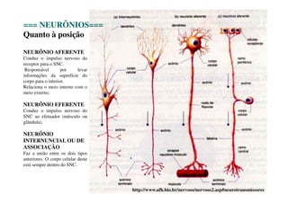 http://www.afh.bio.br/nervoso/nervoso2.asp#neurotransmissores 
=== NEURÔNIOS=== 
Quanto à posição 
NEURÔNIO AFERENTE 
Conduz o impulso nervoso do 
receptor para o SNC. 
Responsável por levar 
informações da superfície do 
corpo para o interior. 
Relaciona o meio interno com o 
meio externo. 
NEURÔNIO EFERENTE 
Conduz o impulso nervoso do 
SNC ao efetuador (músculo ou 
glândula). 
NEURÔNIO 
INTERNUNCIAL OU DE 
ASSOCIAÇÃO 
Faz a união entre os dois tipos 
anteriores. O corpo celular deste 
está sempre dentro do SNC. 
 