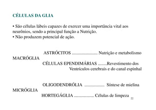 22 
CÉLULAS DA GLIA 
• São células lábeis capazes de exercer uma importância vital aos 
neurônios, sendo a principal função a Nutrição. 
• Não produzem potencial de ação. 
ASTRÓCITOS ....................... Nutrição e metabolismo 
MACRÓGLIA 
CÉLULAS EPENDIMÁRIAS ........Revestimento dos 
Ventrículos cerebrais e do canal espinhal 
OLIGODENDRÓLIA .................. Síntese de mielina 
MICRÓGLIA 
HORTEGÁGLIA .................. Células de limpeza 
 
