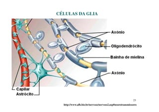 23 
CÉLULAS DA GLIA 
http://www.afh.bio.br/nervoso/nervoso2.asp#neurotransmissores 
 