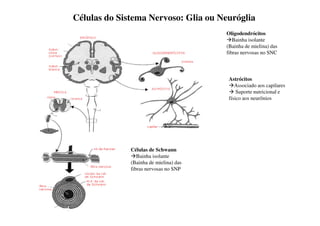 Células do Sistema Nervoso: Glia ou Neuróglia 
Oligodendrócitos 
Bainha isolante 
(Bainha de mielina) das 
fibras nervosas no SNC 
Células de Schwann 
Bainha isolante 
(Bainha de mielina) das 
fibras nervosas no SNP 
Astrócitos 
Associado aos capilares 
 Suporte nutricional e 
físico aos neurônios 
 